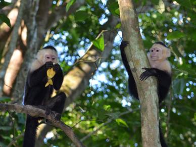 Affen in Playa Jacó, Spanisch Sprachreisen für Erwachsene Costa Rica