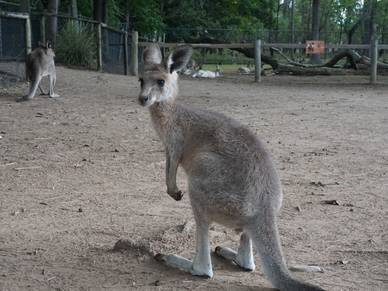 Tierische Begegnung im Lone Pine Koala Sanctuary - Englisch Sprachreisen Brisbane