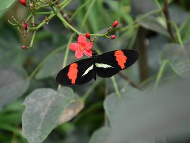 Schmetterling in Coronado, Spanisch Sprachreisen für Erwachsene nach Costa Rica