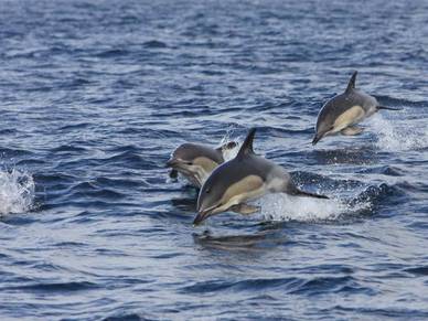 Delfine beobachten in Cork, Englisch Sprachreisen für Erwachsene