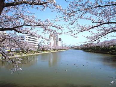 Kirschblüte, Japanisch Sprachreise für Erwachsene