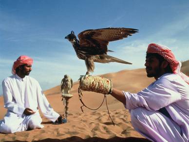 Falken, Arabisch Sprachreisen für Erwachsene