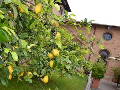 Zitronenbaum in Rom, Italienisch Sprachreisen für Erwachsene