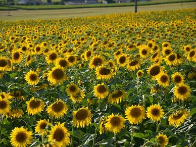 Die Region um Royan ist bekannt für seine üppigen Sonnenblumenfelder