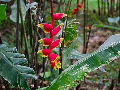 Im Garten der Spanisch Sprachschule Coronado, Sprachreisen Costa Rica für Erwachsene