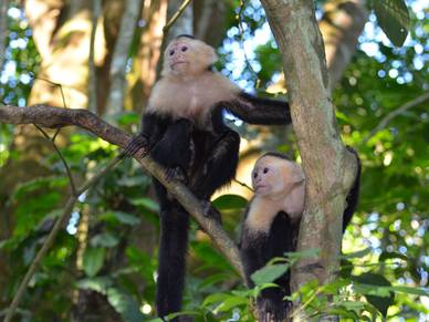 Affen bei Coronado, Spanisch Sprachreisen für Erwachsene nach Costa Rica