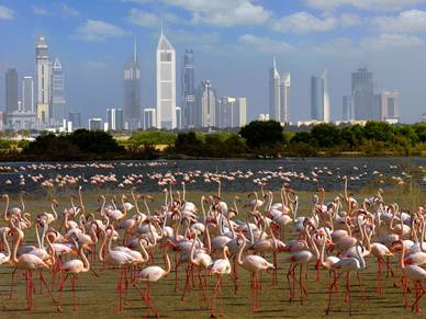 Flamingos, Arabisch Sprachreisen für Erwachsene