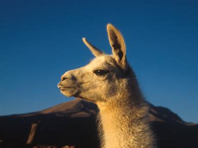 Alpaca, Spanisch Sprachreisen für Erwachsene