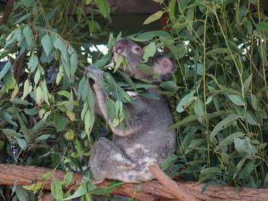 Ausflugsziel Lone Pine Koala Sanctuary – Englisch Sprachreisen nach Brisbane