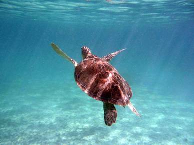 Schildkröte in Playa del Carmen, Playa del Carmen, Spanisch Sprachreisen für Erwachsene nach Mexiko