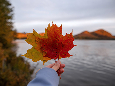 Hand hält farbenfrohe Ahornblätter vor einem herbstlichen See bei Montréal – stimmungsvolle Naturkulisse für eine Französisch Sprachreise in Kanada.