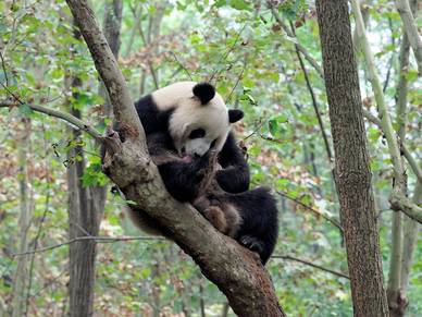 Panda, Chinesisch Sprachreisen für Erwachsene