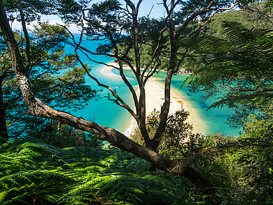 Blick auf goldenen Sandstrand und türkisblaues Wasser im Abel Tasman Nationalpark, ein beliebtes Ausflugsziel während einer Sprachreise nach Nelson in Neuseeland.